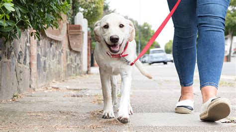 puppy walking guide dogs